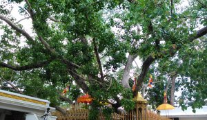Jaya Sri Maha Bodhi,Buddhist temple in Anuradhapura