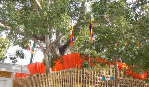 Jaya Sri Maha Bodhi