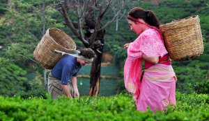Sri lanka Tea