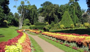 peradeniya botanical garden