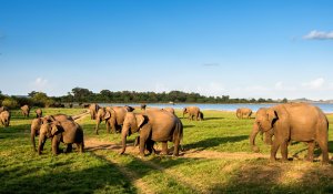 Minneriya National Park