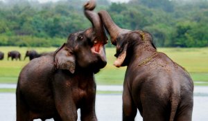 Elephant in Minneriya National Park