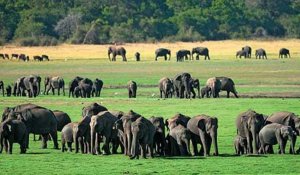 Minneriya National Park Elephants