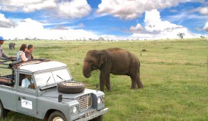 Minneriya National Park Safari Jeep Tour