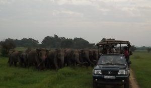 Udawalawe safari