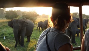 Udawalawe safari