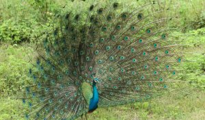 peacock